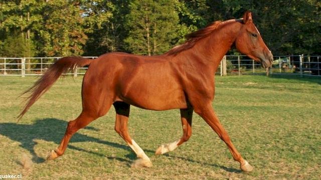 Manusia Tak Boleh Seperti Kuda